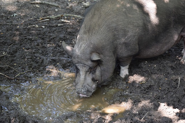 通过替补的 通过替补的